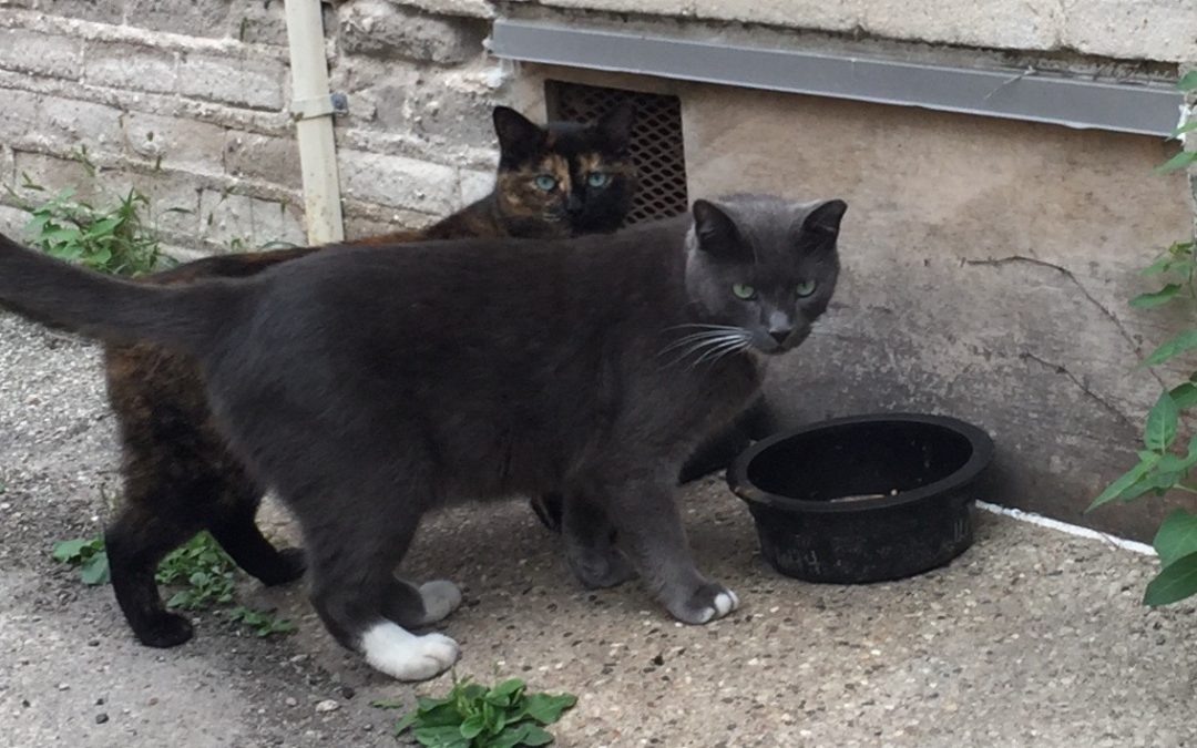 Creative Cat Care TNR Competency Course 8/9/25