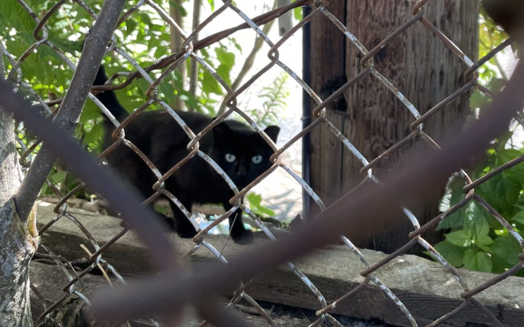 Creative Cat Care TNR Competency Course 6/21/25