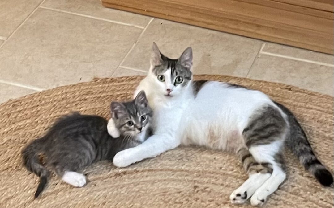 Foster Caregiving Basics